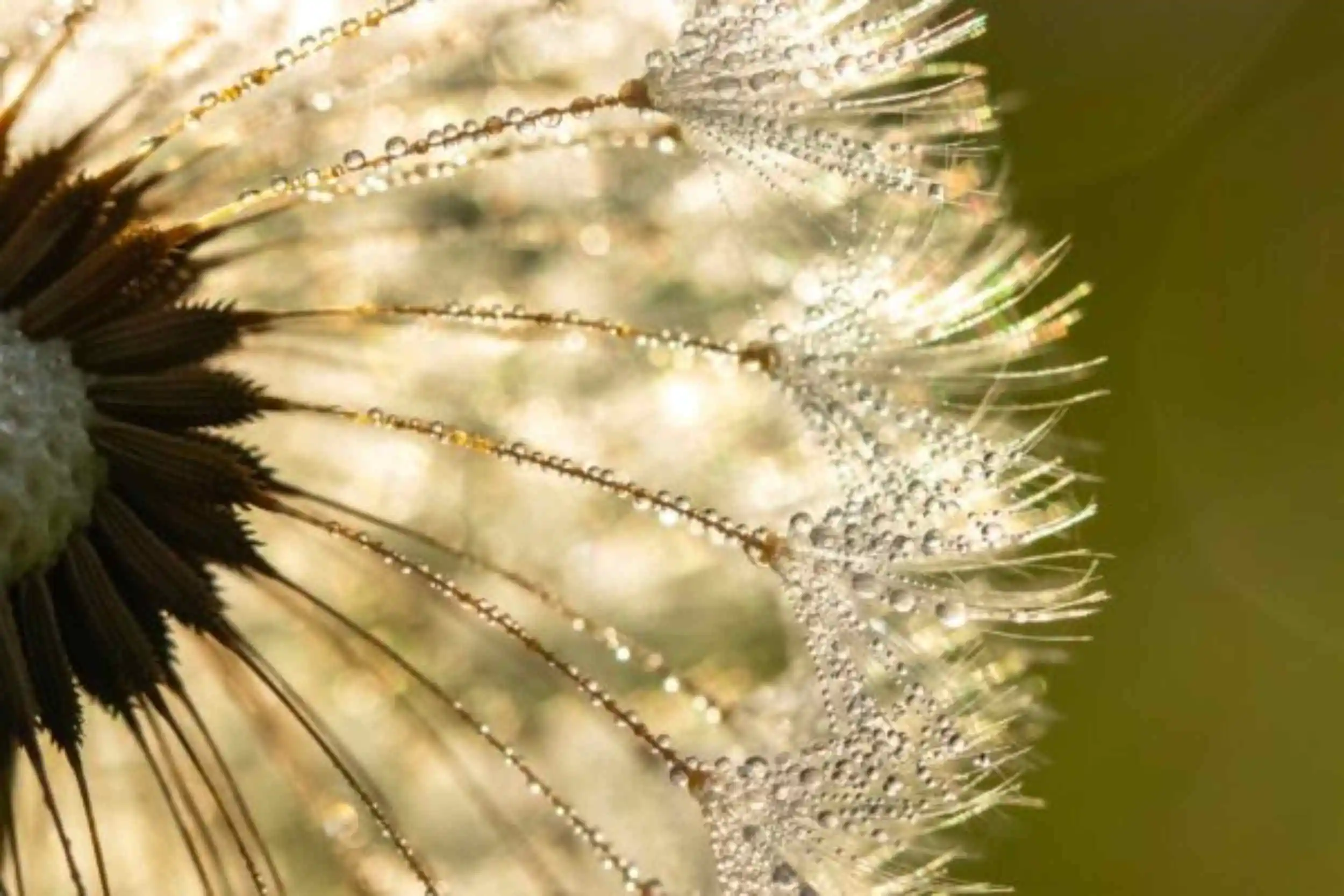 Paardenbloem als symbool voor healing en transformatie